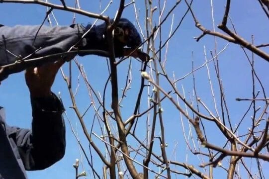 Treburi in gradina in ianuarie si februarie.