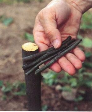 Altoire in coroana - Pregatire portalotoi si ramuri altoi