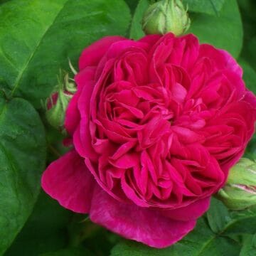 Trandafiri de dulceata Rose de Rescht
