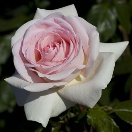 Romance1