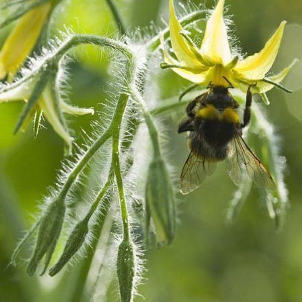 cum atragi polenizatorii in gradina
